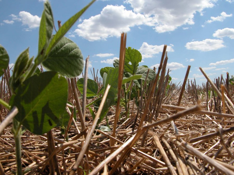 Inoculação reduz custos com fertilizantes na soja