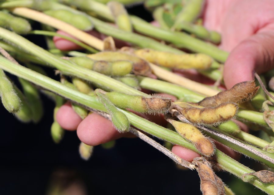 Cientistas avaliam fungicidas e cultivares para combater a podridão de grãos na soja