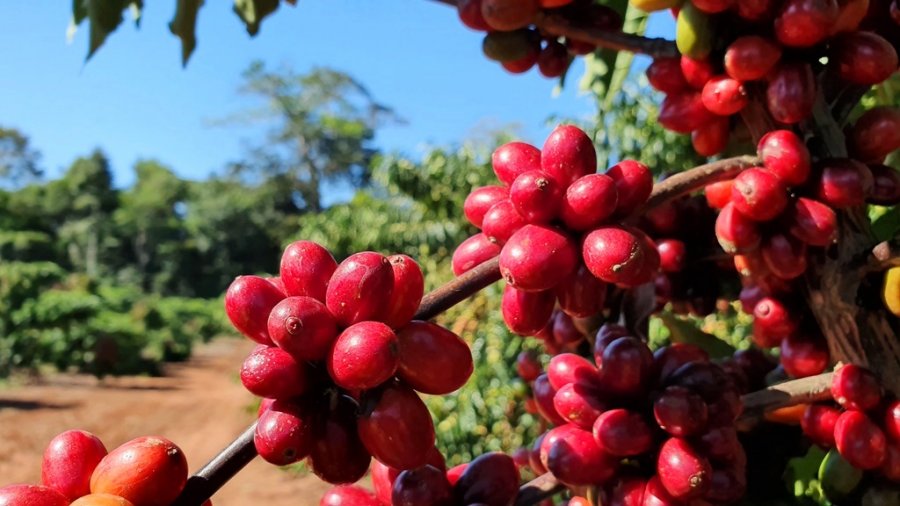 Pesquisa fundamenta primeira Indicação Geográfica de café canéfora do mundo