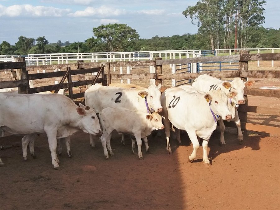 Vacas produzem quase 20% a mais de embriões em áreas sombreadas