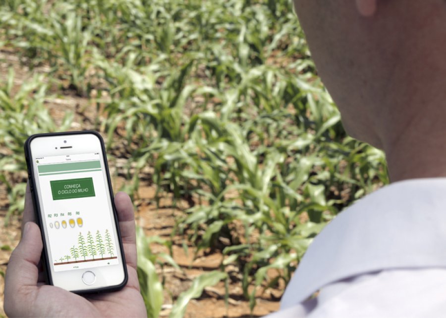 Embrapa lança aplicativo para manejo do milho