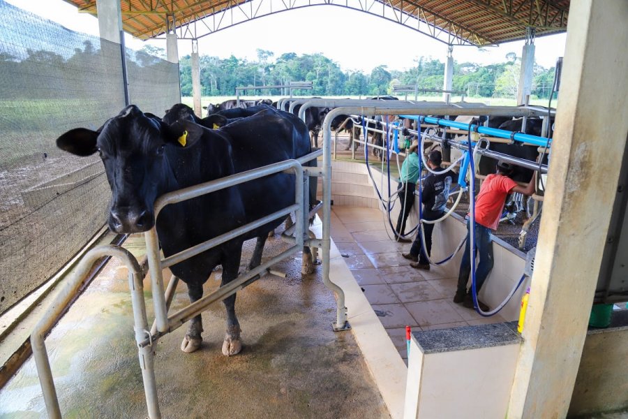 Sebrae oferece facilidades para produtores rurais aplicarem a tecnologia de Fertilização in Vitro