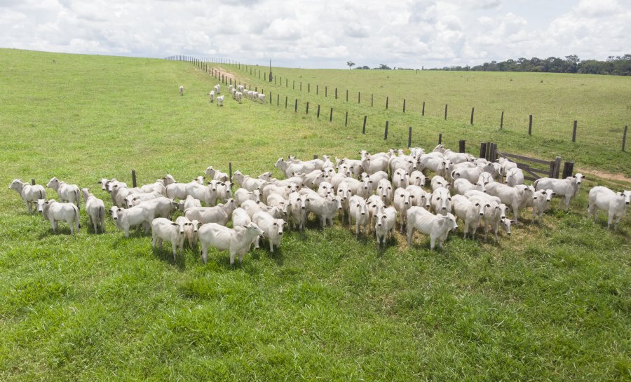 Rondônia é líder em produção de gado, dentro das áreas livre de aftosa
