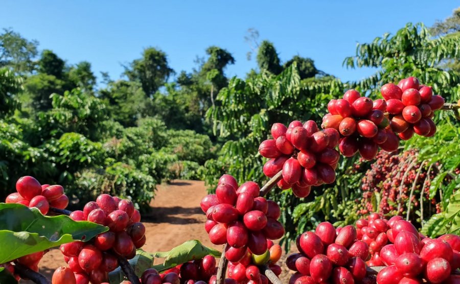 “Matas de Rondônia” recebe selo de indicação geográfica que garante qualidade do café