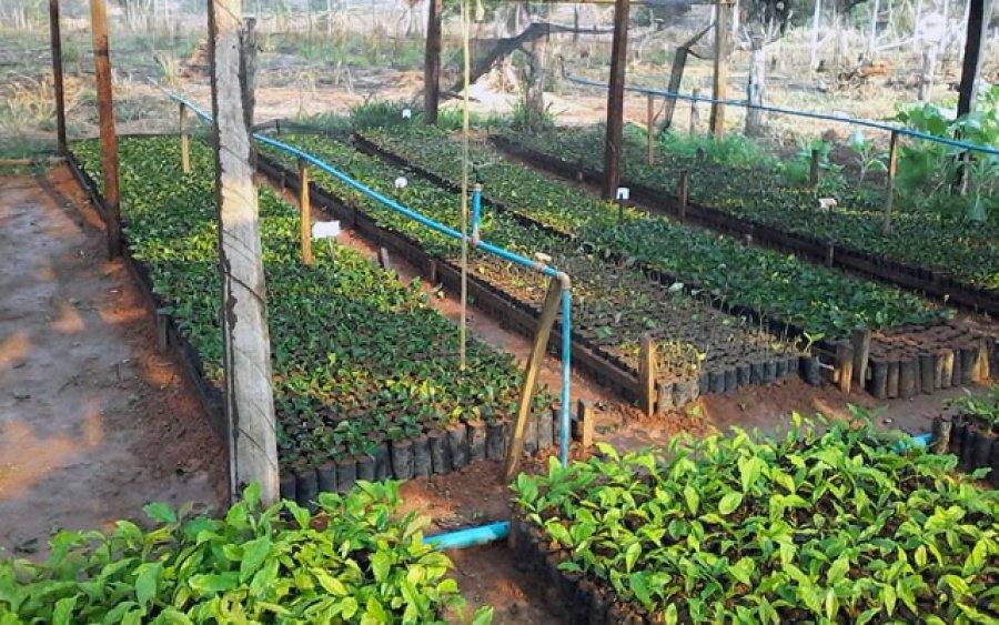 Irrigação de baixo custo para viveiro de café clonal incentiva produtores de Rondônia a investir em tecnologia