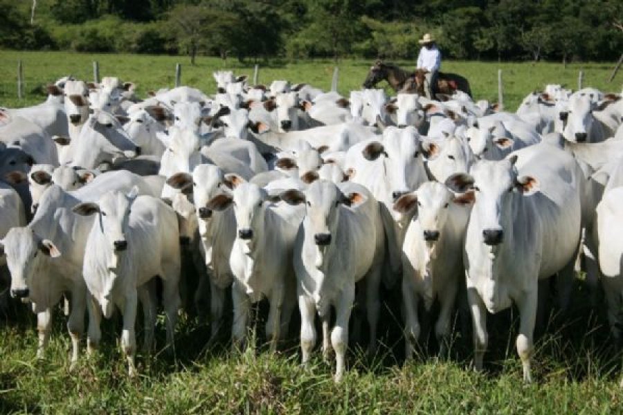 Mais de 80 mil produtores rurais de Rondônia declararam o rebanho bovino