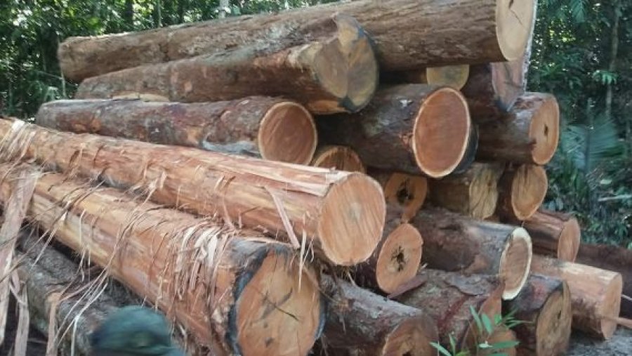 Equipe da Sedam apreende mais de 500 metros cúbicos de madeira extraída ilegalmente em Rondônia