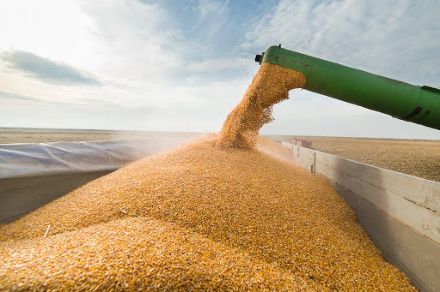 Conab prevê produção de 308 milhões de toneladas na safra 2022/23 impulsionada pela boa rentabilidade de milho, soja e algodão