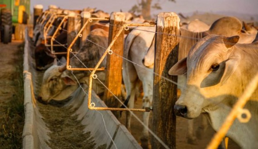 Valor Bruto da Produção Agropecuária rondoniense sobe para R$ 18,3 bilhões durante a pandemia