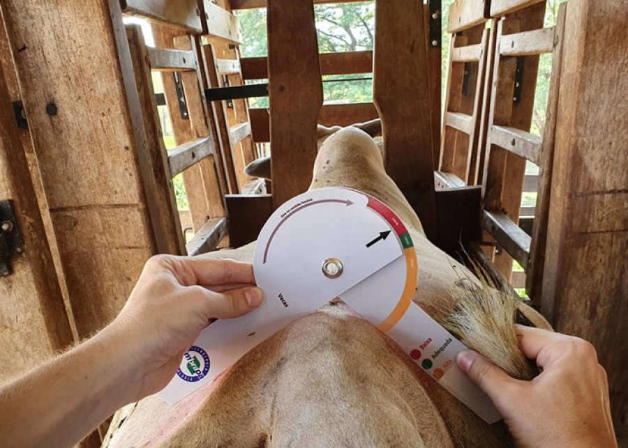 Pesquisa desenvolve tecnologia simples e acessível para avaliação de carcaça bovina