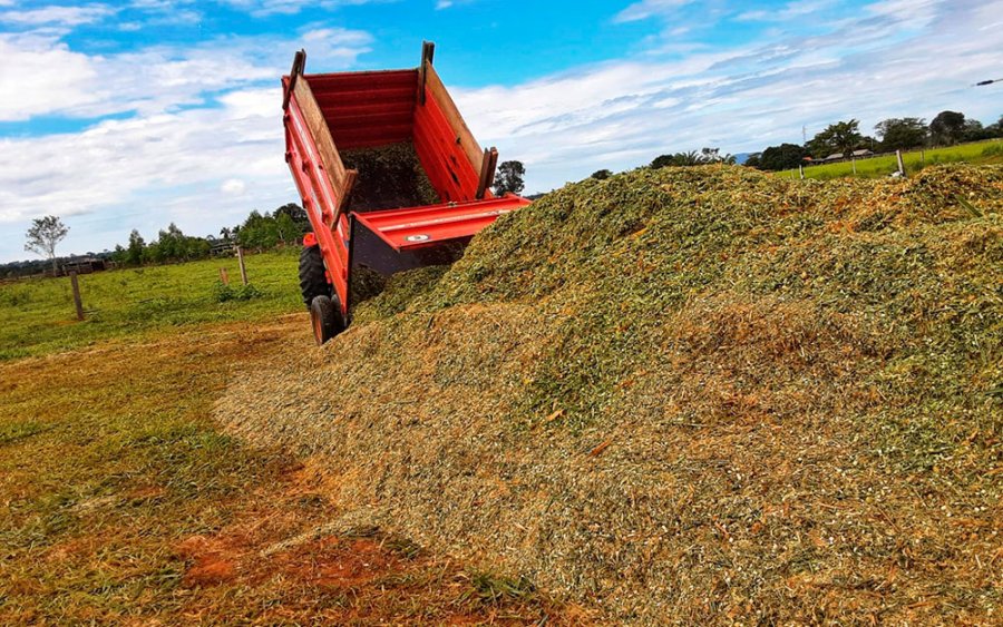 Produtores de leite da BR-429 adotam a silagem de capiaçu para arraçoamento do rebanho