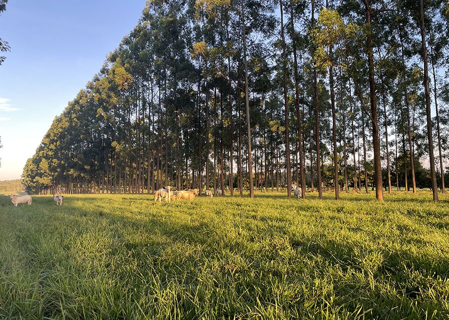 Presença de árvores melhora qualidade da pastagem