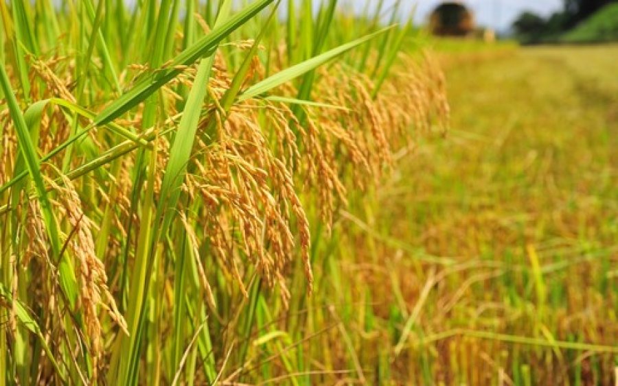 Produção de arroz em Rondônia alcança 139 mil toneladas na safra 2019/20