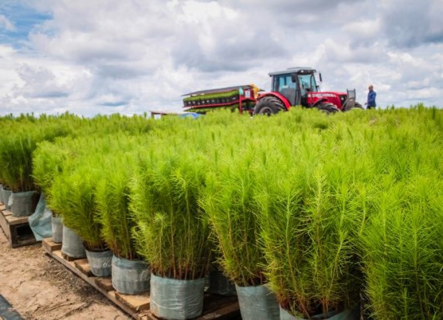 Silvicultor de Rondônia planeja o plantio de mais de 4 milhões de pés de pinus para extrair resina