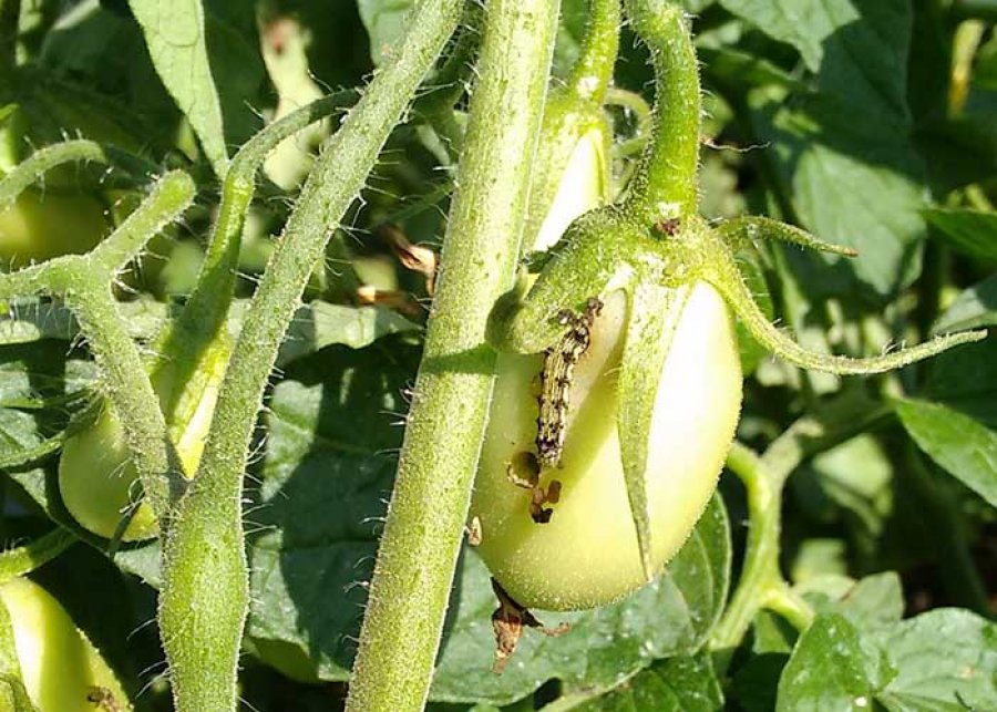 Pesquisa determina momento certo para controle da lagarta Helicoverpa armigera em tomate industrial