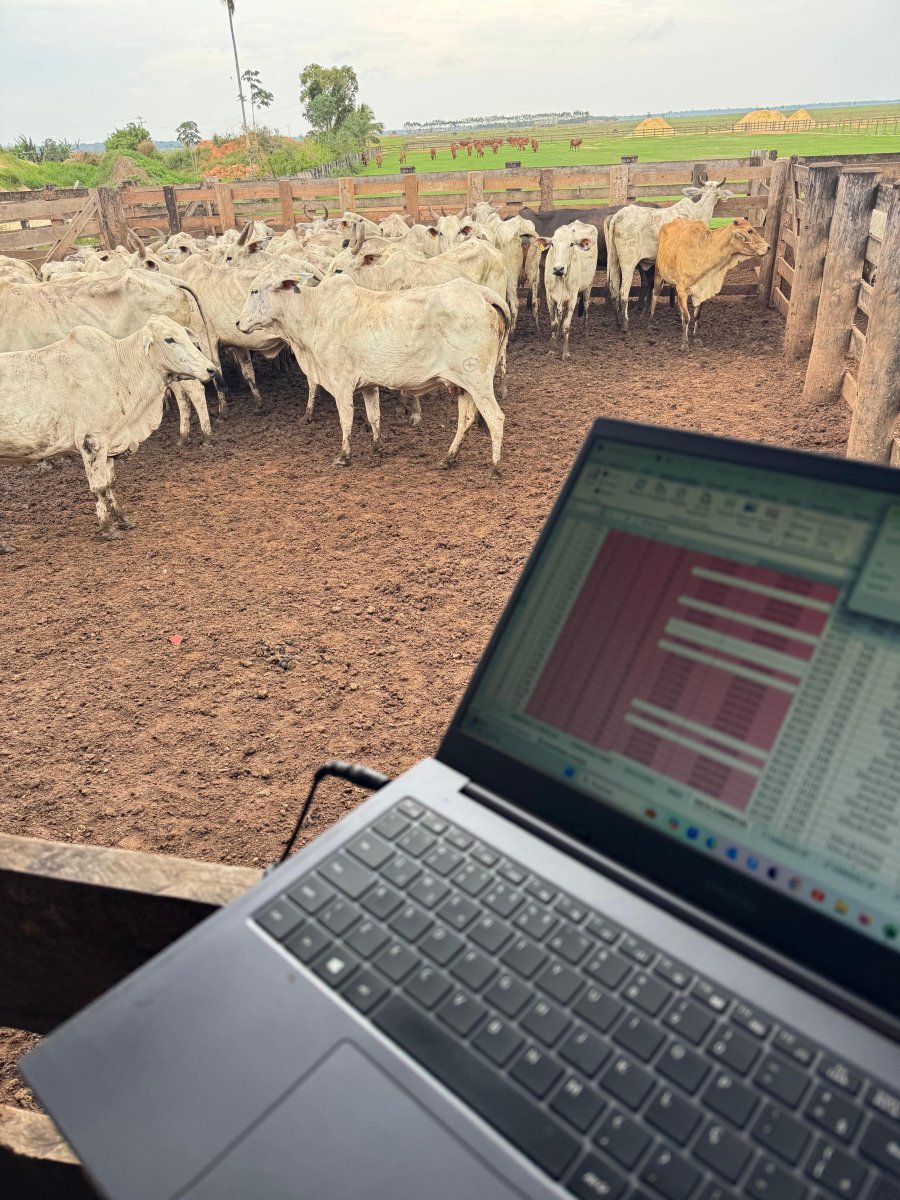 Otimizando a Reprodução Bovina: Mais eficiência, mais resultados.