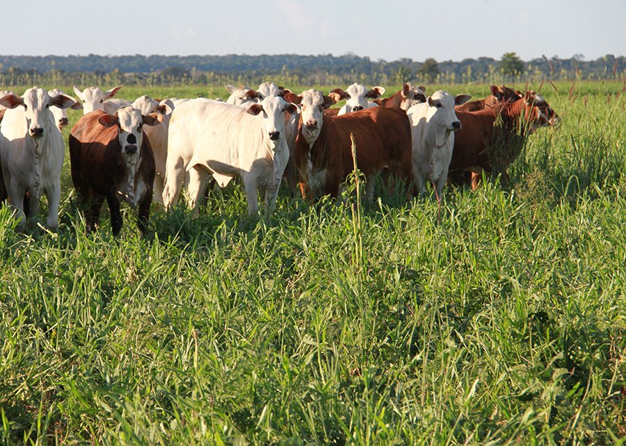 Área com sistemas lavoura-pecuária em Mato Grosso ultrapassa 2,6 milhões de hectares