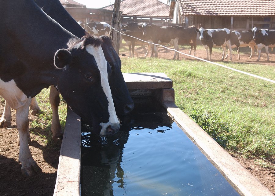 Programa ajuda a economizar mais de 56 milhões de litros de água na produção leiteira em 2021