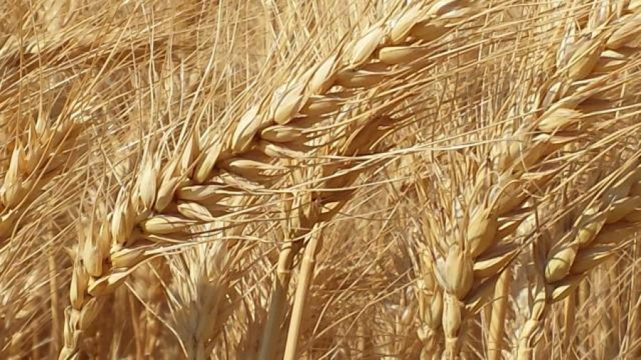 Preços do trigo e de derivados sobem no mercado interno