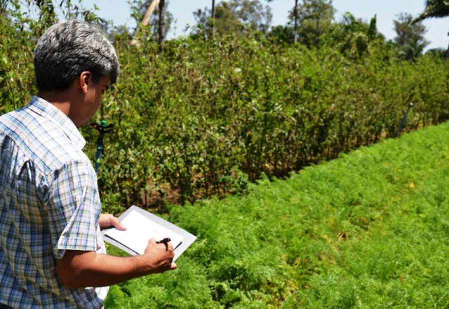 Técnicos agrícolas podem ser prestadores de assistência técnica e extensão rural
