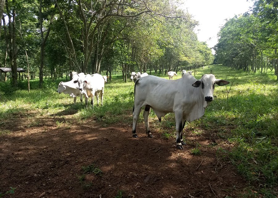 Pecuária é capaz de gerar crédito de carbono com média lotação no pasto