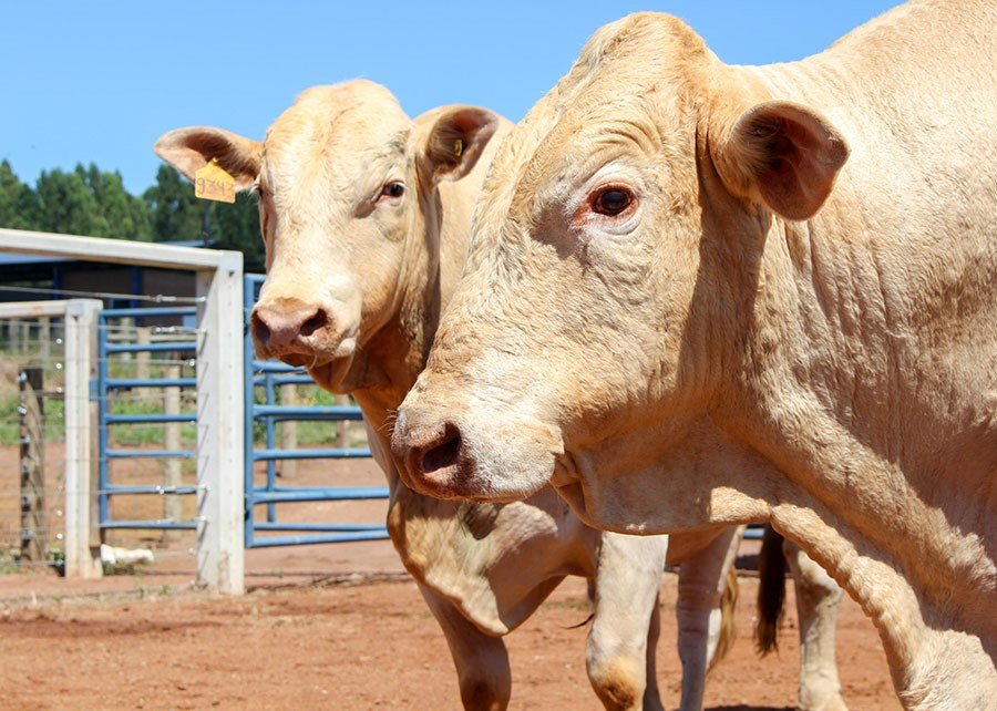 Raça Canchim recebe certificação para carne premium produzida em rebanhos leiteiros