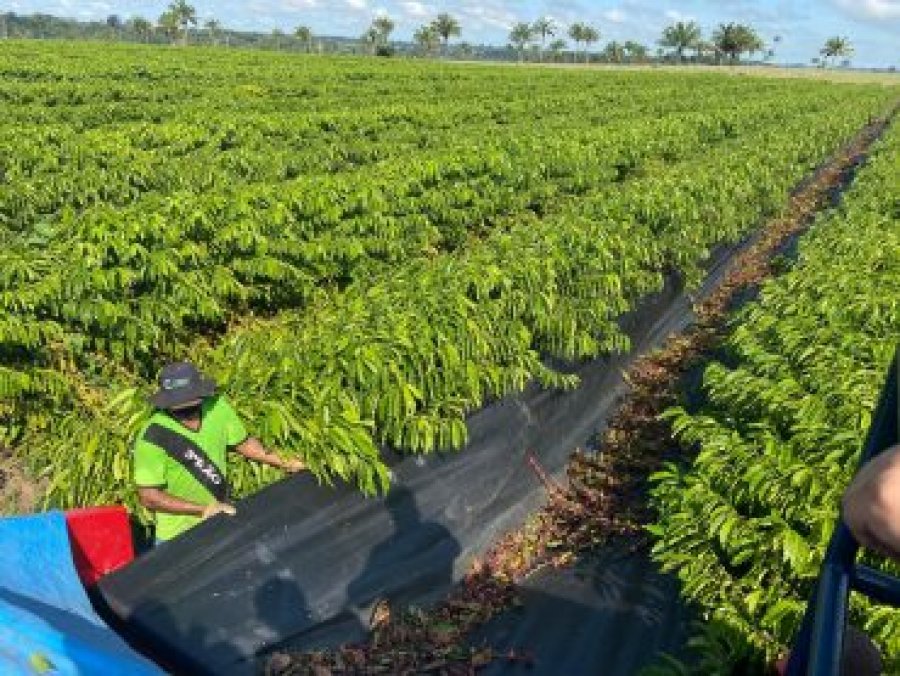 Café de Rondônia recebe nova certificação de qualidade; amostras analisadas estão dentro dos padrões legais