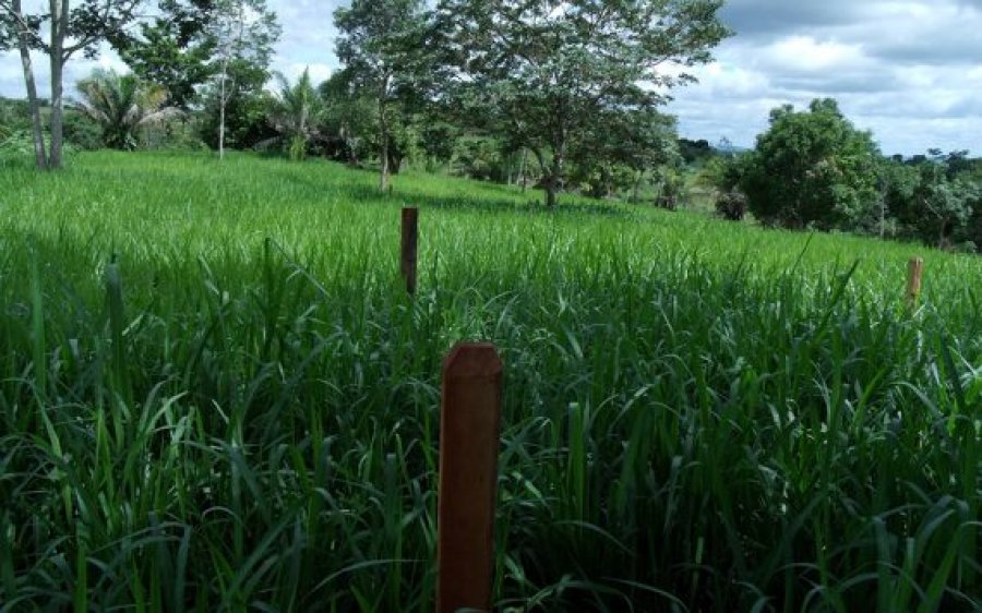 Rondônia vai criar lei para fiscalizar qualidade de sementes adquiridas de outros estados