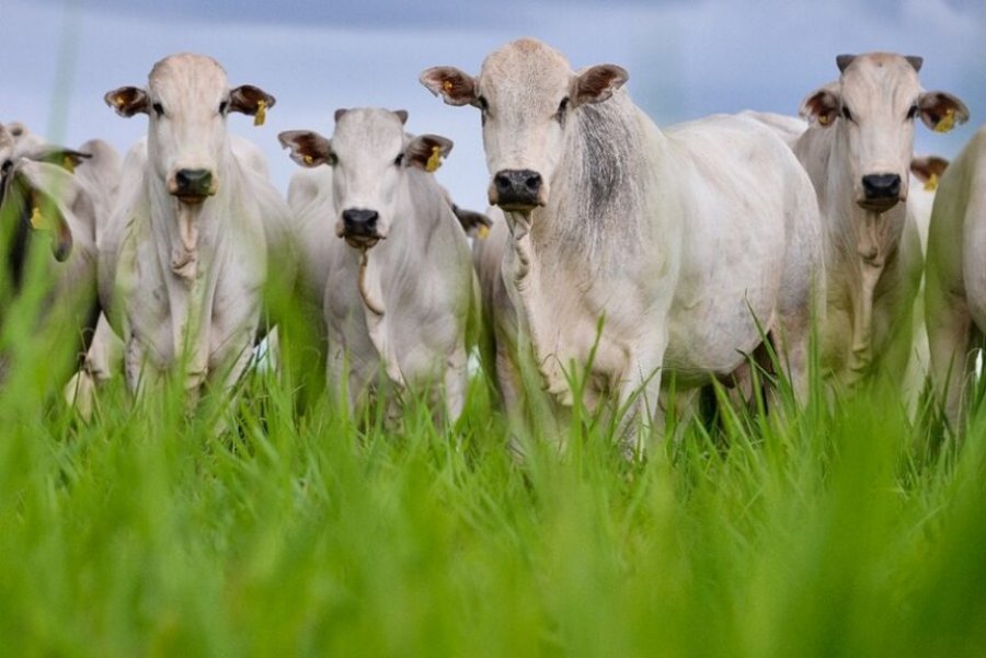 Boi/Cepea: Agentes do setor se atentam às condições das pastagens e aos preços