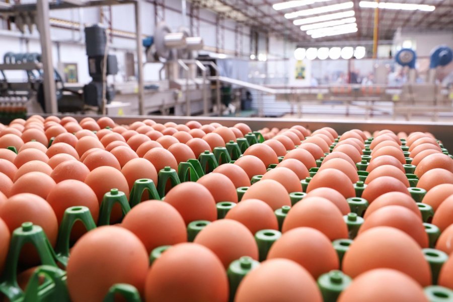 Governo publica decreto que reduz tributos e incentiva a comercialização de ovos produzidos em Rondônia