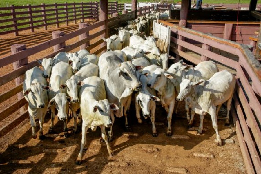 Idaron organiza capacitação técnica para fortalecer vigilância sobre suspeitas de doenças em animais de produção de Rondônia