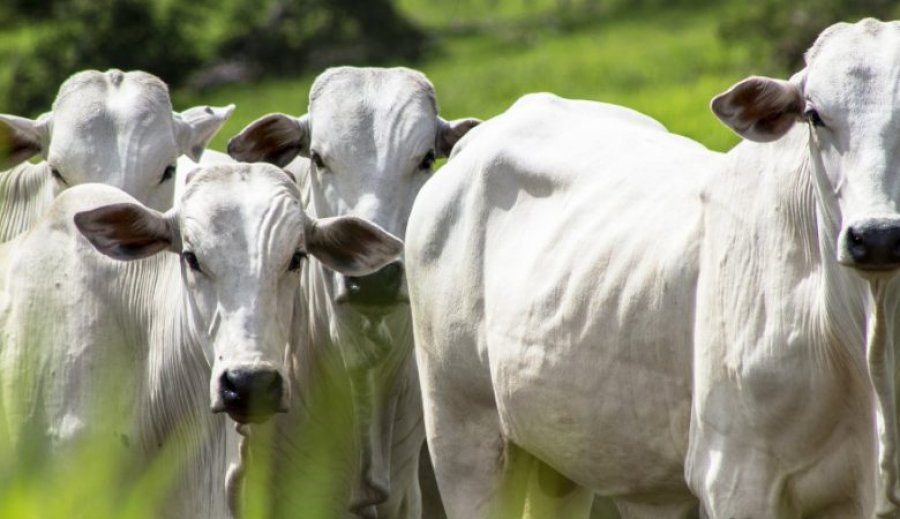 BOI/CEPEA: Diferença entre preços do boi e da carne é a menor em 12 meses