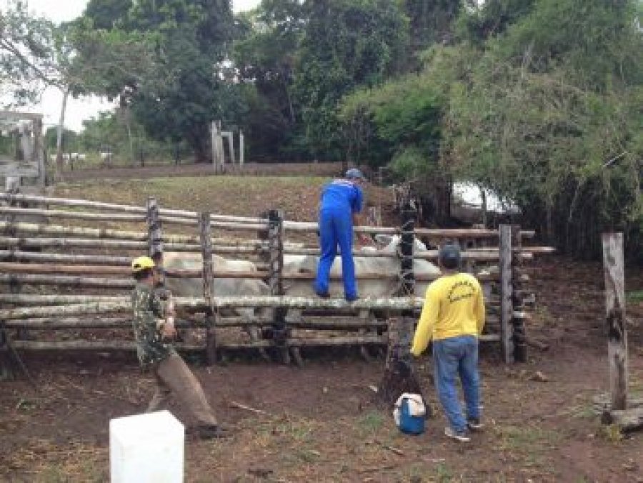 Técnicos da Idaron vacinam gado boliviano de propriedades localizadas às margens do rio Guaporé