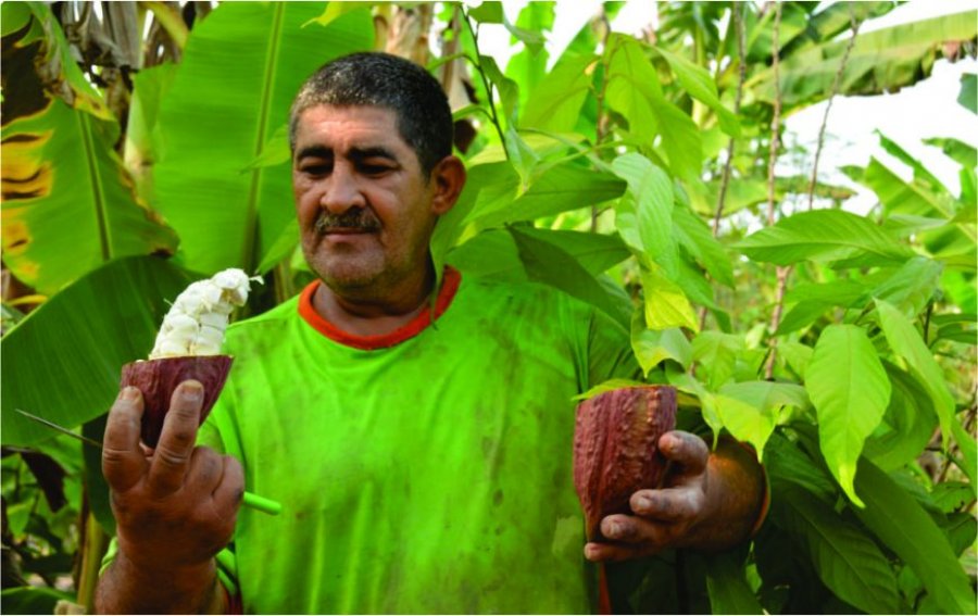 Produtor de Rondônia se destaca no plantio de cacau clonal