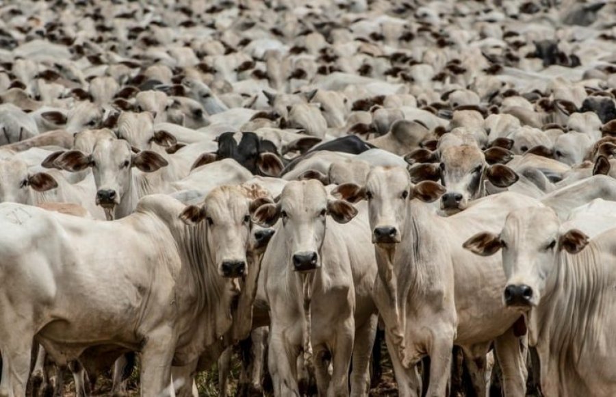 Rondônia é destaque nacional com maior rebanho bovino dentro das áreas livres de aftosa sem vacinação