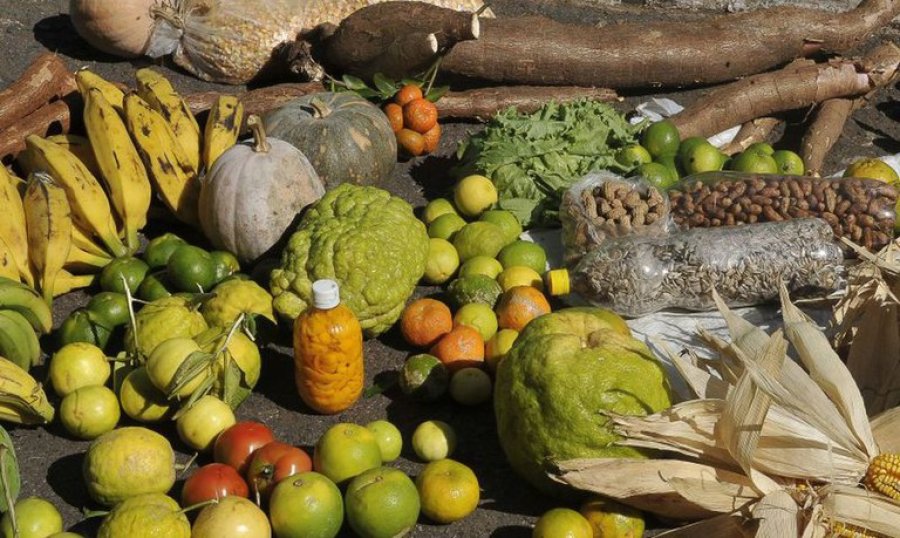 Agricultores familiares de Rondônia recebem apoio da Conab para comercialização de mais de 190 toneladas de alimentos