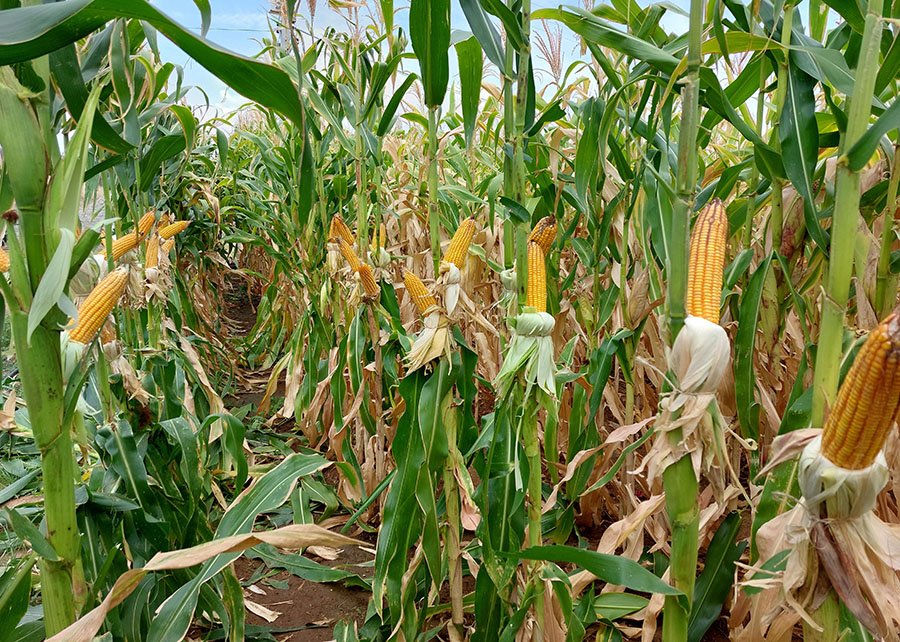 Novas cultivares de sorgo e de milho com elevado potencial produtivo chegam ao mercado