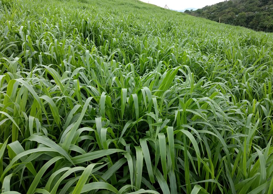 Brasil cria a sua primeira cultivar de capim Brachiaria ruziziensis