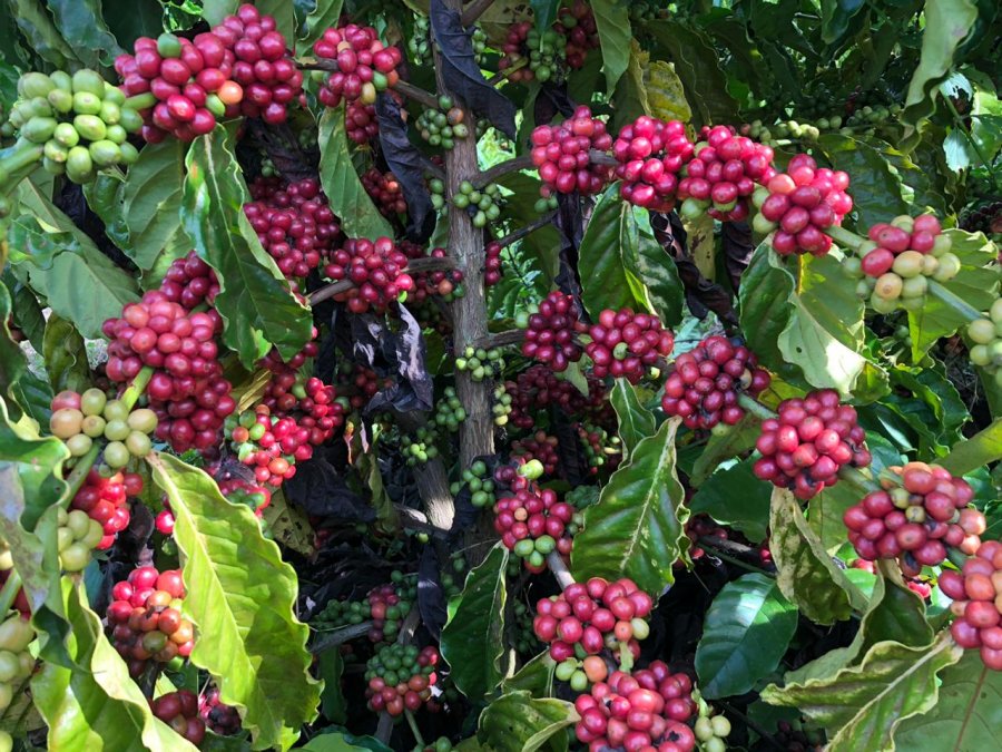 Rondônia deve colher mais de 2 milhões de sacas de café em 2020