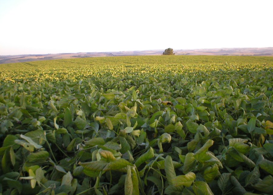 Novo software oferece fertilidade e equilíbrio adubação em sistemas de produção de soja