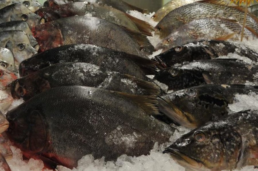Seis toneladas de peixe de Rondônia serão oferecidas no Festival Tambaqui em Brasília