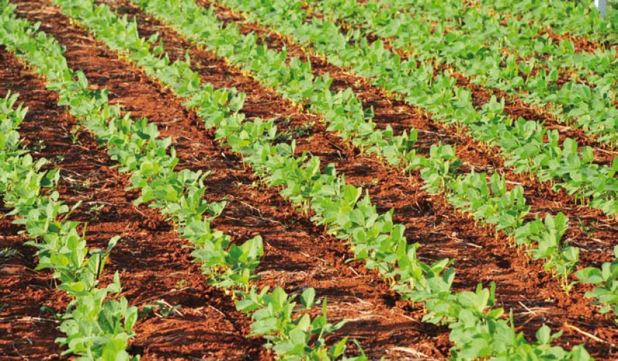 Bayer e Embrapa se unem em pesquisa inédita sobre daninhas resistentes a herbicidas