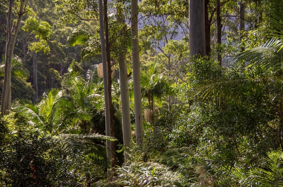 Mapa abre consulta pública para referendar Plano Nacional de Florestas Plantadas
