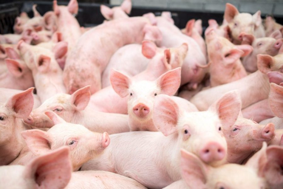 Rondônia aposta no aumento da produção de suínos de corte com a remodelação da Câmara Setorial de Suinocultura