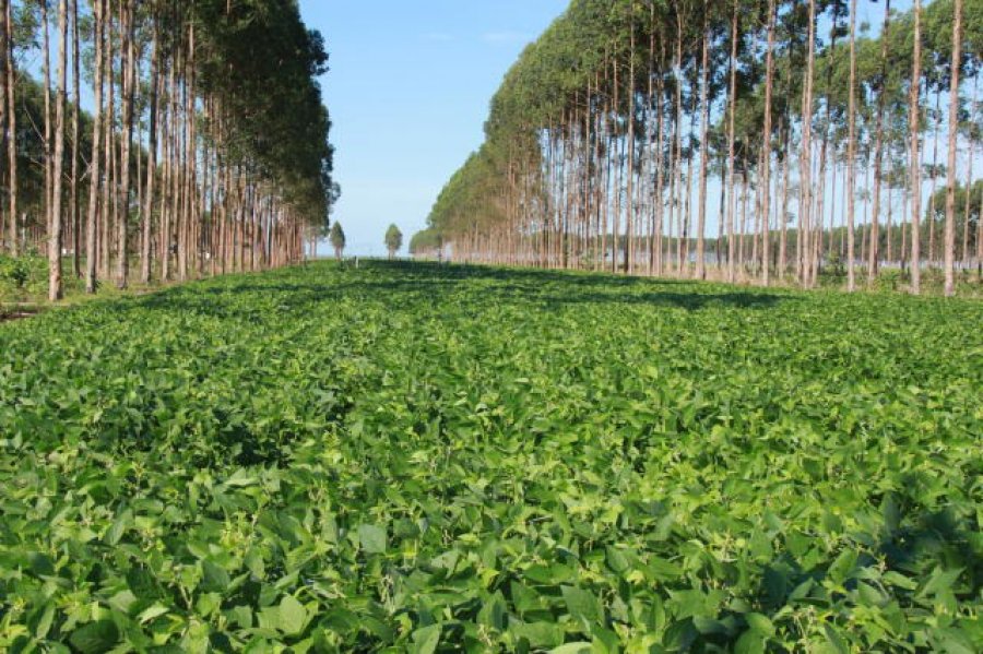 CPR Verde: título irá recompensar o produtor pela preservação ambiental