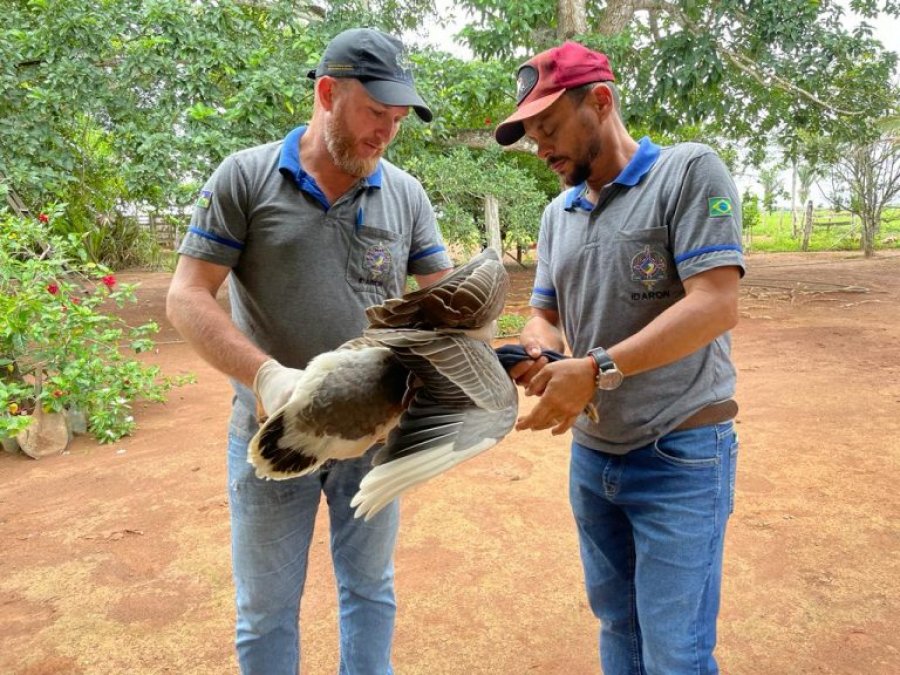Produtores de Rondônia devem ficar alertas para detectar sinais da influenza aviária em granjas e quintais