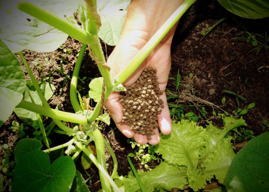 Pesquisa desenvolve fertilizante orgânico a partir da biomassa de plantas