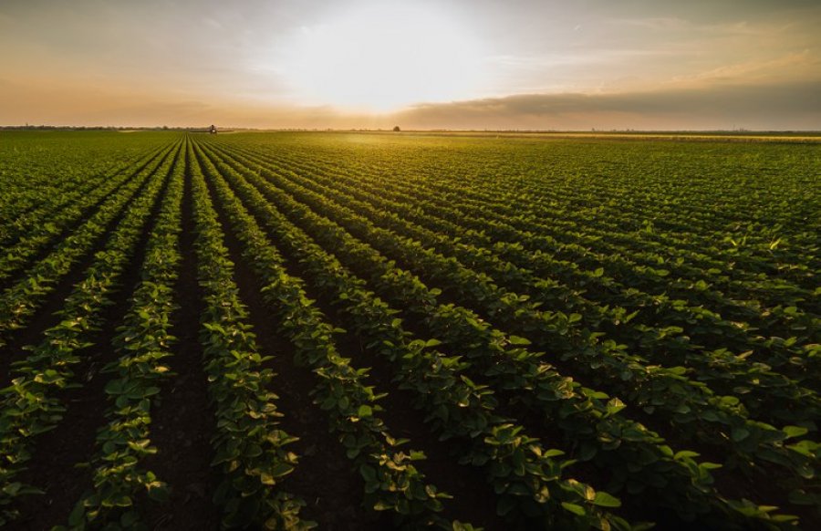 Valor Bruto da Produção Agropecuária pode chegar a R$ 1,208 trilhão em 2022