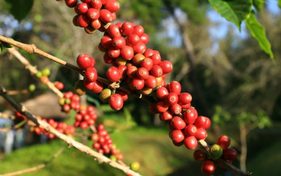 Plataforma Global do Café é referência em Estado de destaque pelo crescimento na produção