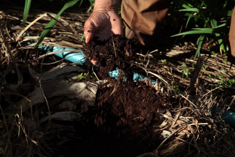 Técnicas sustentáveis de plantio preservam o solo e aumentam rendimento da produção